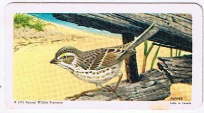 Brooke Bond Red Rose Tea Card #30 Ipswich Sparrow American Wildlife In Danger - Image 1 of 2