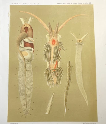 Placa de ilustração colorida zoológica antiga com estampa de molusco Sea Slug 1800s - Imagem 1 de 4
