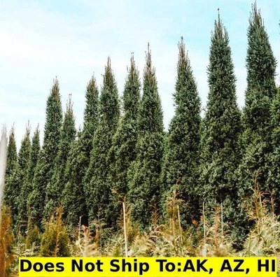 Columnar Norway Spruce 1-2ft Tall Outdoor Deer Resistant Evergreen Garden Tree - Image 1 of 3