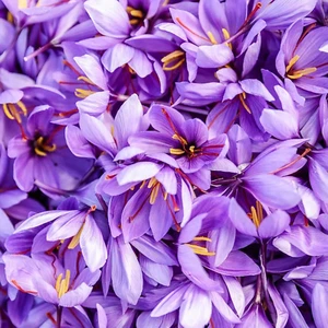 100 Saffron Crocus Seeds Perennial Herb Non-GMO Drought Tolerant Garden Plant - Picture 1 of 12