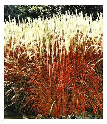 Ziergras 'Indian Summer' 1 Pfl., Chinaschilf, Miscanthus purpurascens - Bild 1 von 3