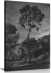 Forest Trees under a Dark Night Sky Framed Canvas Print Wall Art Home Decor - Picture 1 of 6