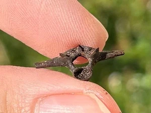 Raro anfibio rana toro fossile della Florida vertebre pleistocene era glaciale - Foto 1 di 8