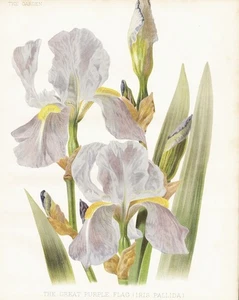 Iris Pallida Iris Lily Flag Flower Botany Robinson Litho - Picture 1 of 1