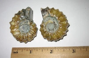 2 FÓSILES MARINOS OCEÁNICOS PULIDOS NATURALES 0,9" X 1,6" MADAGASCAR ~ 75,6 g *A - Imagen 1 de 8