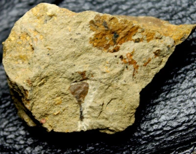 Cooksonia pertoni - Complete oldest Silurian land plant with sporangium - Image 1 of 3