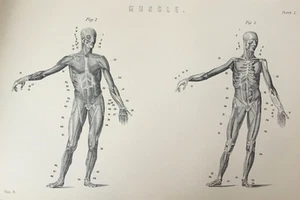 Antique Anatomy Print – Human Muscles Engraving C1870s Victorian Biology - Picture 1 of 7