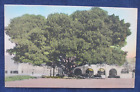 '30s Santa Barbara California SP RR Station Grounds Fig Tree Hand Color Postcard