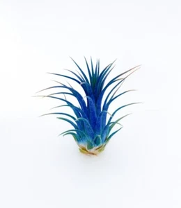 Live Colored Air Plants Ionantha Guatemala Tillandsia Airplant FREE SHIPPING - Picture 1 of 18