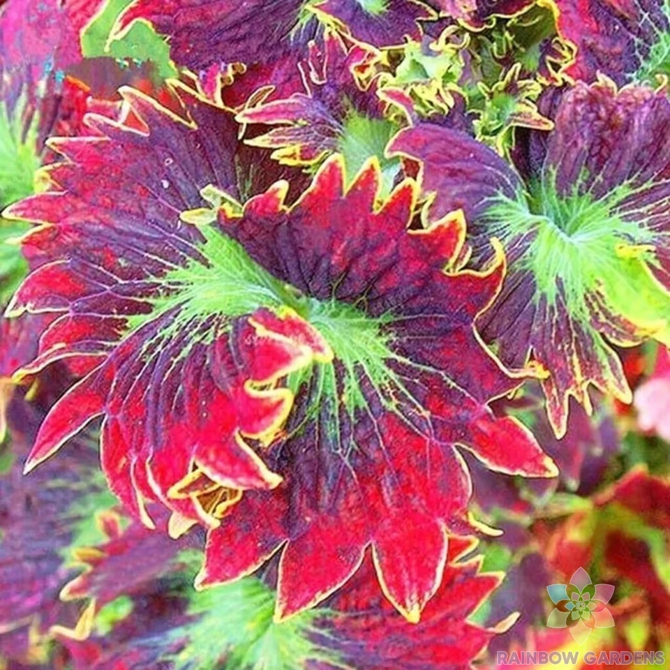 25 + 红色紫色 Coleus 种子用于花园种植 - 美国 - 免费送货! — 第 1/1 张图片