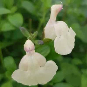 Salvia microphylla ‘Heatwave Glimmer Cream Flower Well Drained and Hardy - Picture 1 of 5