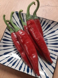 Pimiento de especias Szegedi - chile - dulce - más de 10 semillas - ¡ORIGINAL HÚNGARO! - Ca 075 - Imagen 1 de 1