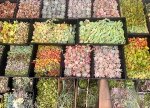 40+ Colourful MINI succulents - Picture 1 of 9