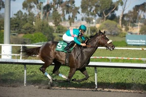 2010 Mike Smith ZENYATTA Lady's Secret Stakes Horse Racing 8x10 Photo HOT - Picture 1 of 1