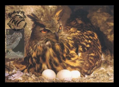 Tarjeta Máxima GIBRALTAR 2024 - Aves Rapices Bubo Bubou Grand-Duc Búho real Foto 1 de 2