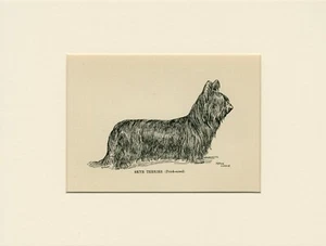 SKYE TERRIER ALTER HUND KUNSTDRUCK VON 1912 von ARTHUR WARDLE MONTIERT - Bild 1 von 1