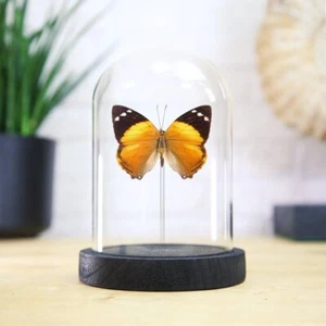 Blomfild's Beauty Butterfly Glass Bell Jar - Bug Insect Entomology Taxidermy - Picture 1 of 3