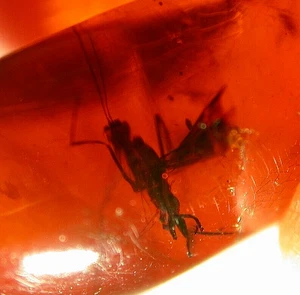 Ichneumonid Wasp in Beautiful Cherry RED Dominican Amber Fossil Gemstone - Picture 1 of 8