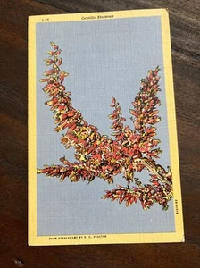 Vintage L-27 Ocotillo Blossoms , Linen Post Card Blank Kodachrome - Picture 1 of 2