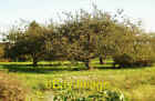 Photo 6x4 Apple trees on Small Lode, Upwell. Outwell These are old Bramle c2005