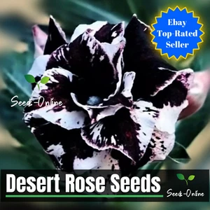 🌸 RARE!! 🌸 ADENIUM OBESUM DESERT ROSE SEEDS 5+ Seeds & Instructions - Picture 1 of 1