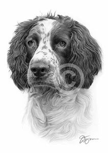 SPRINGER SPANIEL - dog art - pencil drawing print - A3 / A4 sizes signed artwork - Picture 1 of 1