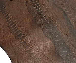 5 Ostrich legs Leather Cigar GL Colors Grade B (%100 Natural Genuine Hide) - Picture 1 of 7