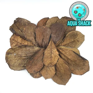 Hojas de Almendra India (Catappa) 15-30 cm Agua Negra Natural - Camarón Betta Discus - Imagen 1 de 1