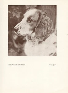 WELSH SPRINGER SPANIEL KOPF STUDIE ALT VINTAGE 1934 BENANNTER HUNDDRUCK - Bild 1 von 1