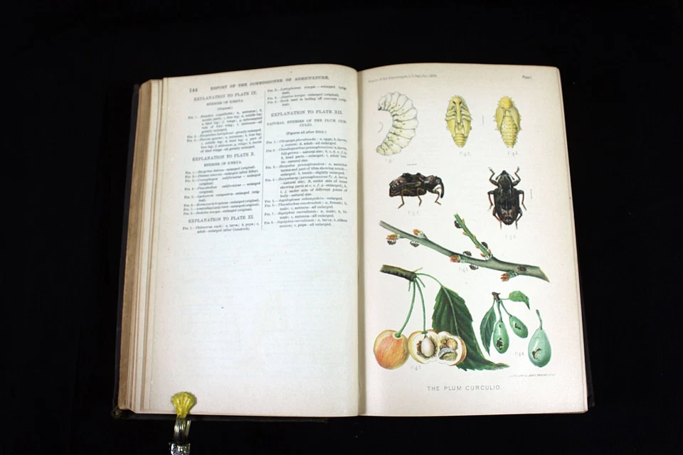 Report of The Commissioner of Agriculture for 1888 Color Lithographs - Image 1 of 4