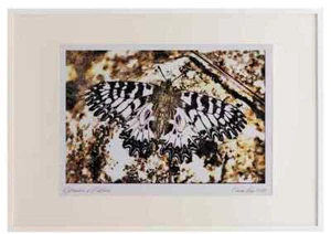 432062 Southern Festoon Zerynthia Polyxena A2 marco acuarela impresión - Imagen 1 de 1