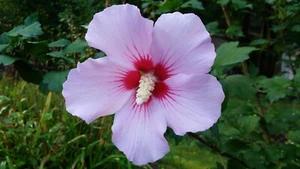 Purple Pink Rose of Sharon plant Flower Rooted Hibiscus Syriacus Perennial Pot - Picture 1 of 10