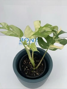 Rhaphidophora tetrasperma Variegated Albo Mini Monstera RARE PLANT - Picture 1 of 9