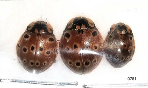 Coccinellidae Anatis mali A1 or A- from CANADA - LARGE SPECIES - 3 pcs - #0781 - Picture 1 of 1