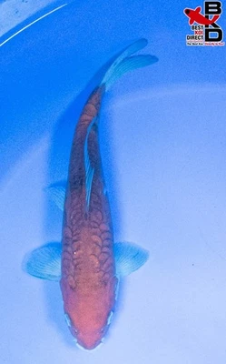 12" DOITSU CHAGOI Live Koi Fish Garden Pond B4 - Image 1 of 4