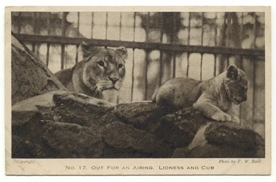 Zoological Society Of London Regent's Park Lioness and Cub Lion No. 17 Postcard - Image 1 of 2