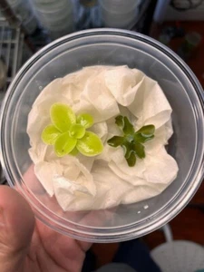 Pinguicula Gigantea and Jaumavensis - Carnivorous Butterwort 2 Pack - Picture 1 of 3