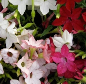 Tobacco SENSATION Mix (Jasmine) Fragrant Flowers Nicotiana USA NonGMO 1000 Seeds - Picture 1 of 10