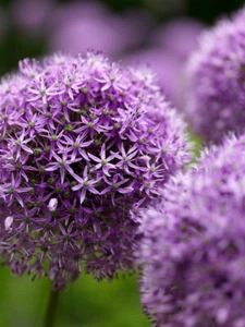 Vorgetriebener lila Zierlauch Allium Gladiator 10 große Zwiebeln - Bild 1 von 2