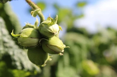 Hazelnut Tree: Grown from OSU Select Variety Trees- Bare-Root, 1-Year-Old - Image 1 of 4