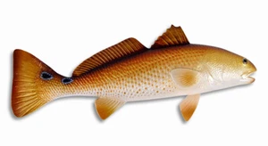 Hand Painted 19" Redfish Salt Water Fishing Wall Mount Decor Sculpture 78R - Picture 1 of 3