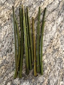 100 Austree Hybrid Willow Tree Cuttings Extremely Fast Growing Trees. - Picture 1 of 2