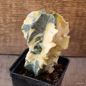 D4859 ASTROPHYTUM MYRIOSTIGMA MACETA ABIGARRADA 7-H10-W7 cm MaMa Cactus - Imagen 1 de 4