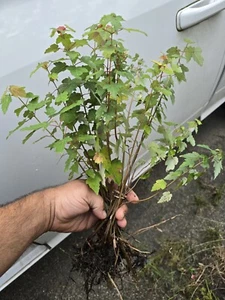 12 Florida Red Maple Trees 8" To 15" Live Plant Seedlings ACER RUBRUM - Picture 1 of 3