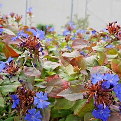 AZ.AGR.PURGATORIO CERATOSTIGMA plumbaginoides pianta