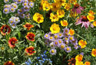 Bee Wildflower Mix Seeds 100+ COLORFUL MIXTURE 15 Species Pollinators FREE S&H