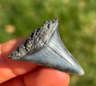 GEM! 1.38" Mako Shark Tooth Teeth Fossil Sharks necklace jaws jaw Meg