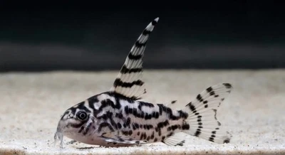 Hoplisoma sp. CW111 - Vulcano Cory * El Santo Grial * Foto 1 de 3