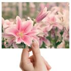 Photograph 6X4" - Pink Lily Flower Lillies Plant Art 15X10cm #16547