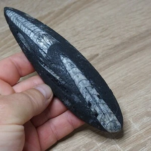 Orthoceras 157mm polished Decoration Cephalopod Fossil Devonian Fossils - Picture 1 of 5